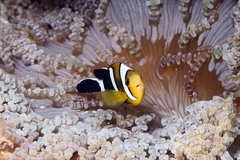 Amphiprion tricinctus
