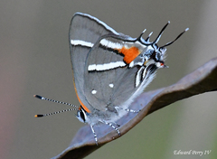 Strymon acis bartrami