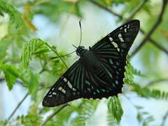 Phocides urania urania