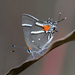 Scrub-Hairstreaks - Photo (c) Edward Perry IV, some rights reserved (CC BY-NC), uploaded by Edward Perry IV