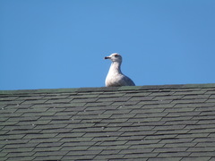 Larus argentatus
