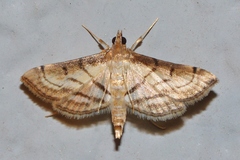 Marasmia