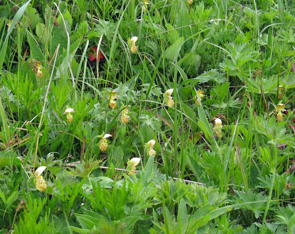 Cypripedium guttatum var. yatabeanum (Makino) Pfitzer