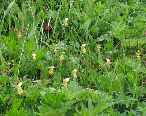 Cypripedium yatabeanum iNat (1)