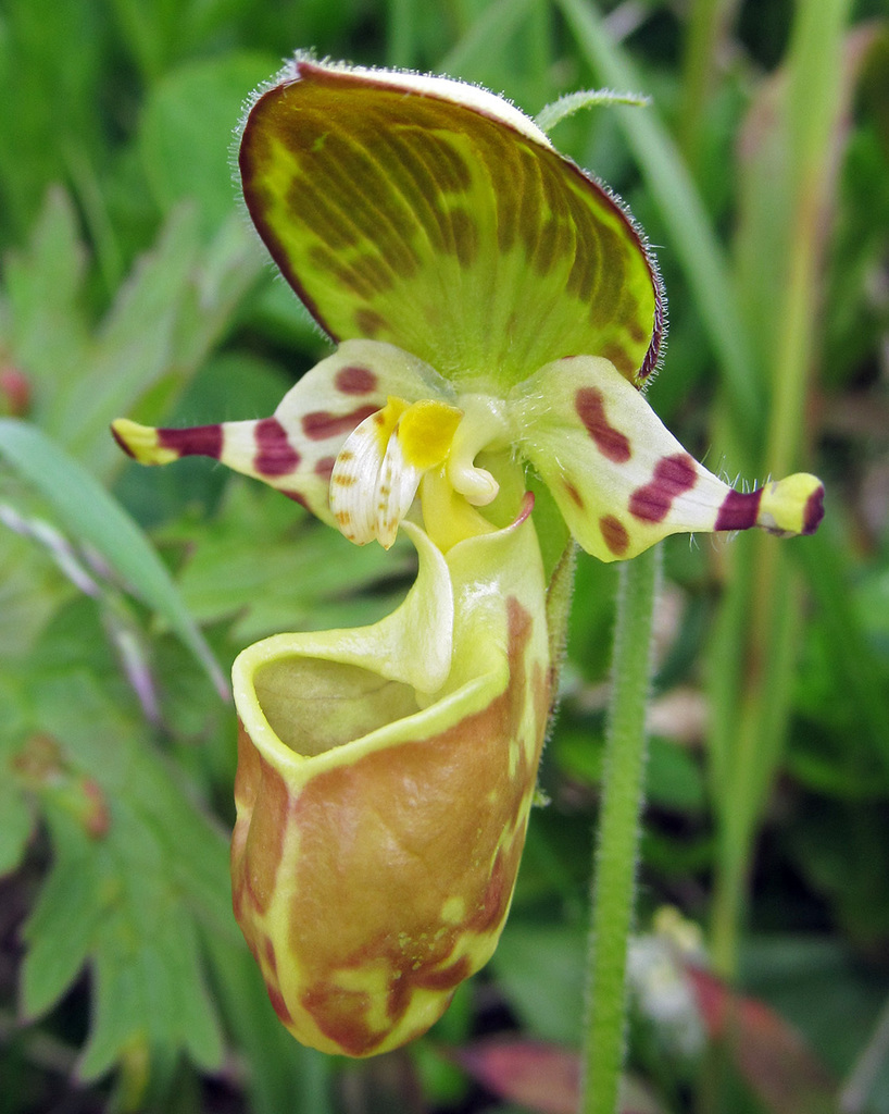 Cypripedium guttatum var. yatabeanum (Makino) Pfitzer 2