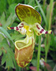Yellow Spotted Lady's-Slipper - Photo (c) Yury O. Kopylov-Guskov, some rights reserved (CC BY-NC), uploaded by Yury O. Kopylov-Guskov
