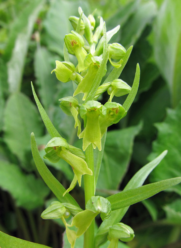 Frog Orchid