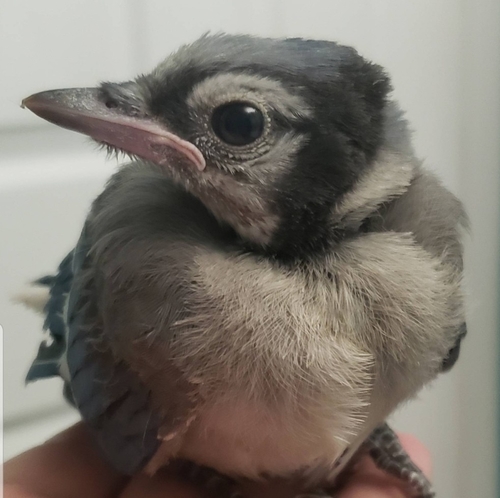 Blue Jay photographed in Florida