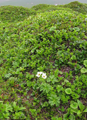 Anemonastrum villosissimum