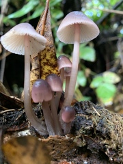 Mycena bulliformis