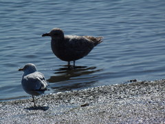 Larus argentatus