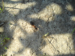 Tetragnatha pinicola