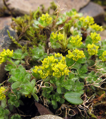 Draba tschuktschorum