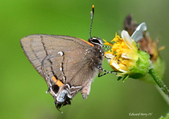 Electrostrymon angelia