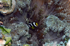 Amphiprion tricinctus