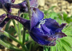 Delphinium brachycentrum