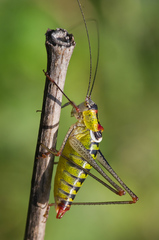 Poecilimon thoracicus