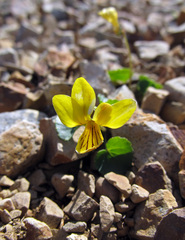 Viola crassa