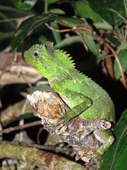 Gonocephalus kuhlii
