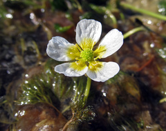 Ranunculus ashibetsuensis