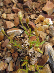 Cerastium aleuticum