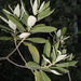 Salix × reichardtii - Photo (c) Sergey Mayorov, algunos derechos reservados (CC BY-NC), subido por Sergey Mayorov