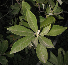 Salix × reichardtii