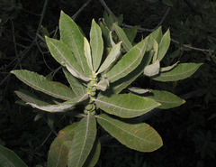 Salix × reichardtii