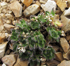 Draba tschuktschorum