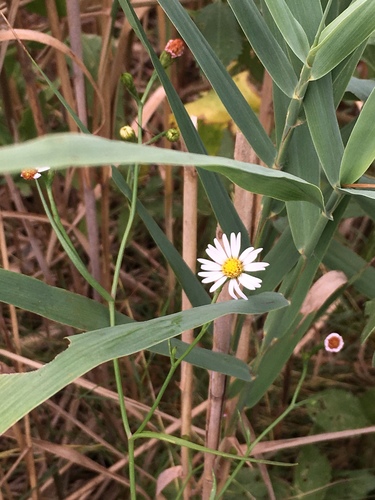 Symphyotrichum tenuifolium var. tenuifolium