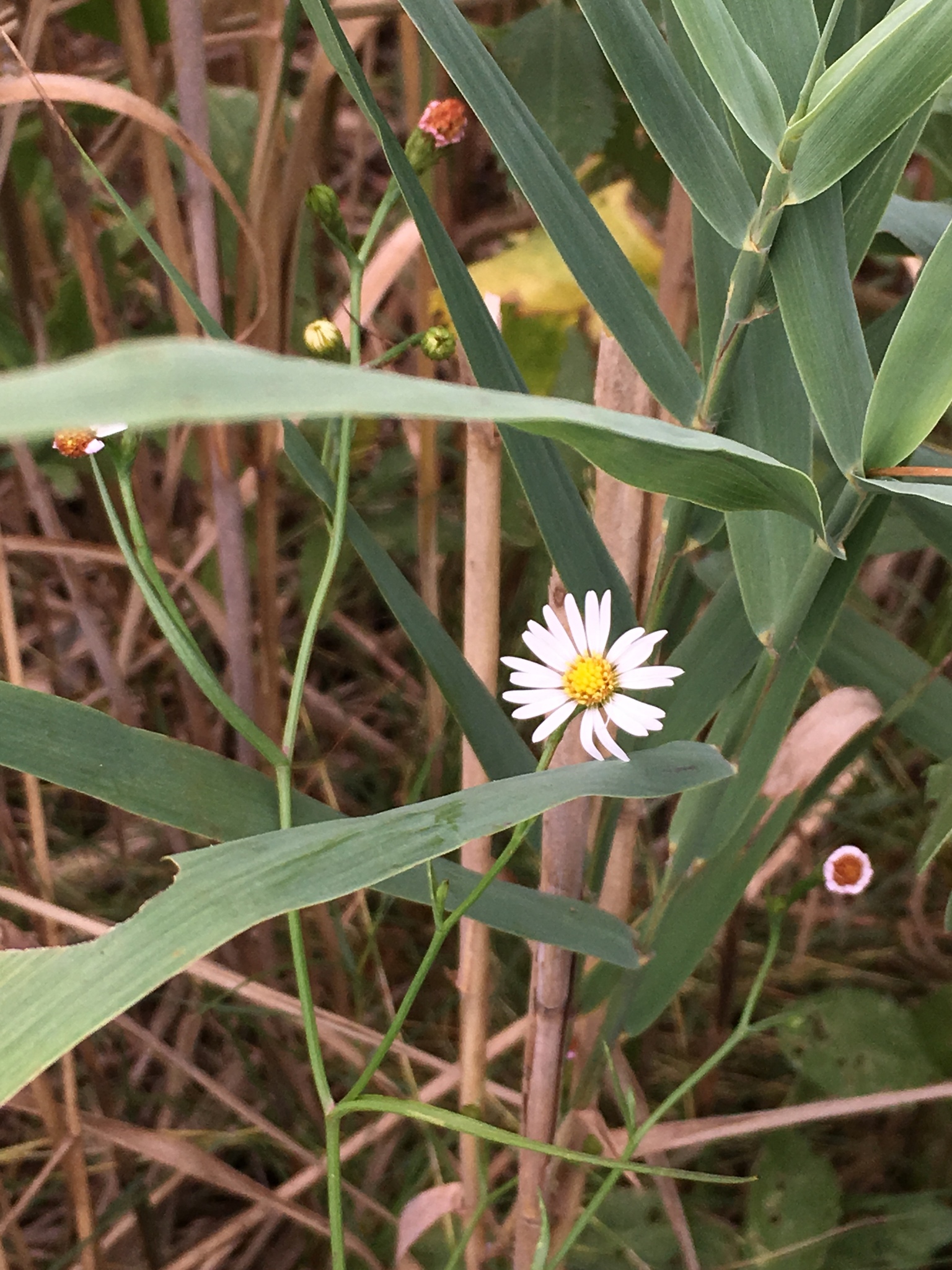 Symphyotrichum tenuifolium var. tenuifolium