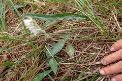 Goodyera schlechtendaliana
