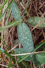 Goodyera schlechtendaliana
