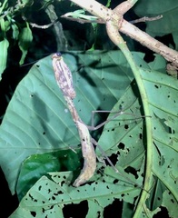 Tauromantis championi