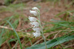Goodyera schlechtendaliana