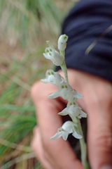 Goodyera schlechtendaliana