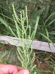 Suaeda calceoliformis