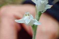 Goodyera schlechtendaliana