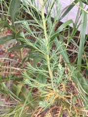 Suaeda calceoliformis