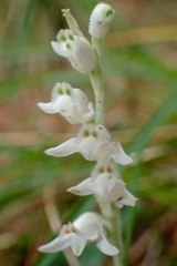 Goodyera schlechtendaliana