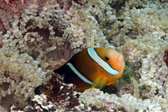 Amphiprion tricinctus