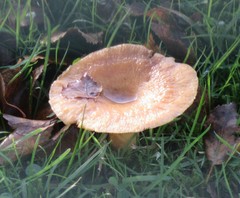 Lactarius tabidus