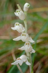 Goodyera schlechtendaliana