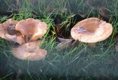Lactarius tabidus