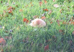 Lactarius tabidus