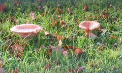 Lactarius tabidus
