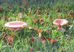 Lactarius tabidus