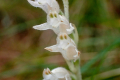 Goodyera schlechtendaliana