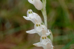 Goodyera schlechtendaliana
