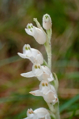 Goodyera schlechtendaliana